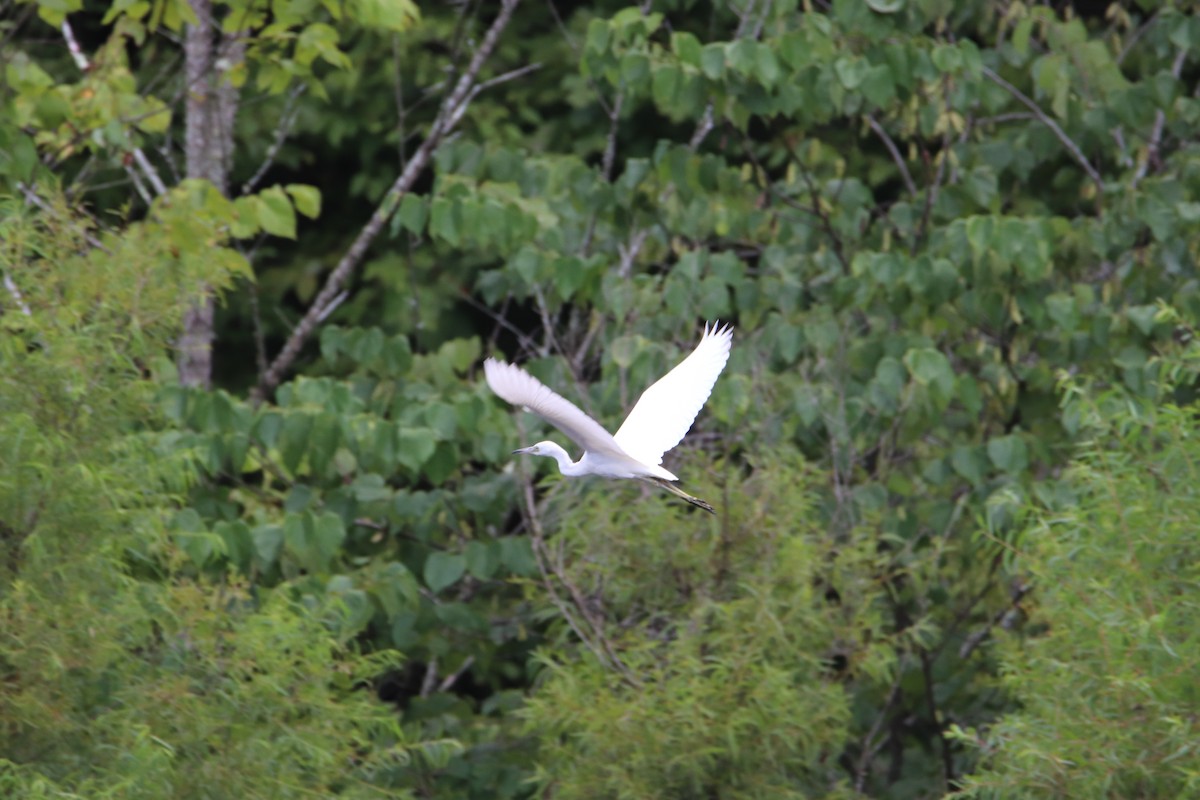 Little Blue Heron - ML622182754