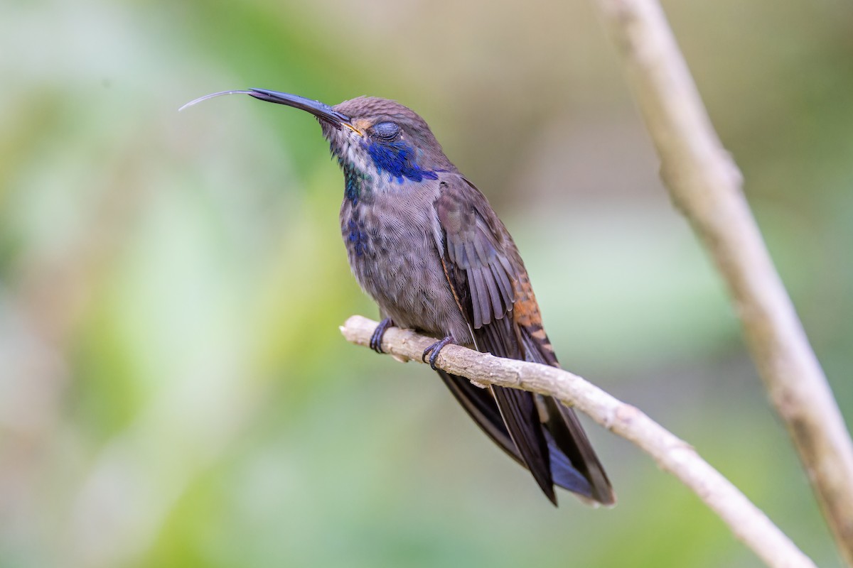 Brown Violetear - Magnus Persmark