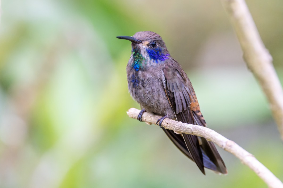 Brown Violetear - Magnus Persmark