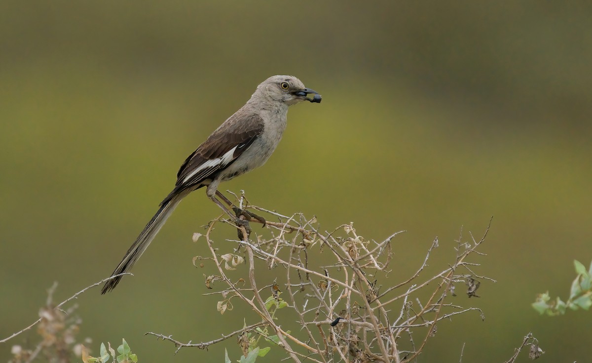 Northern Mockingbird - ML622182795