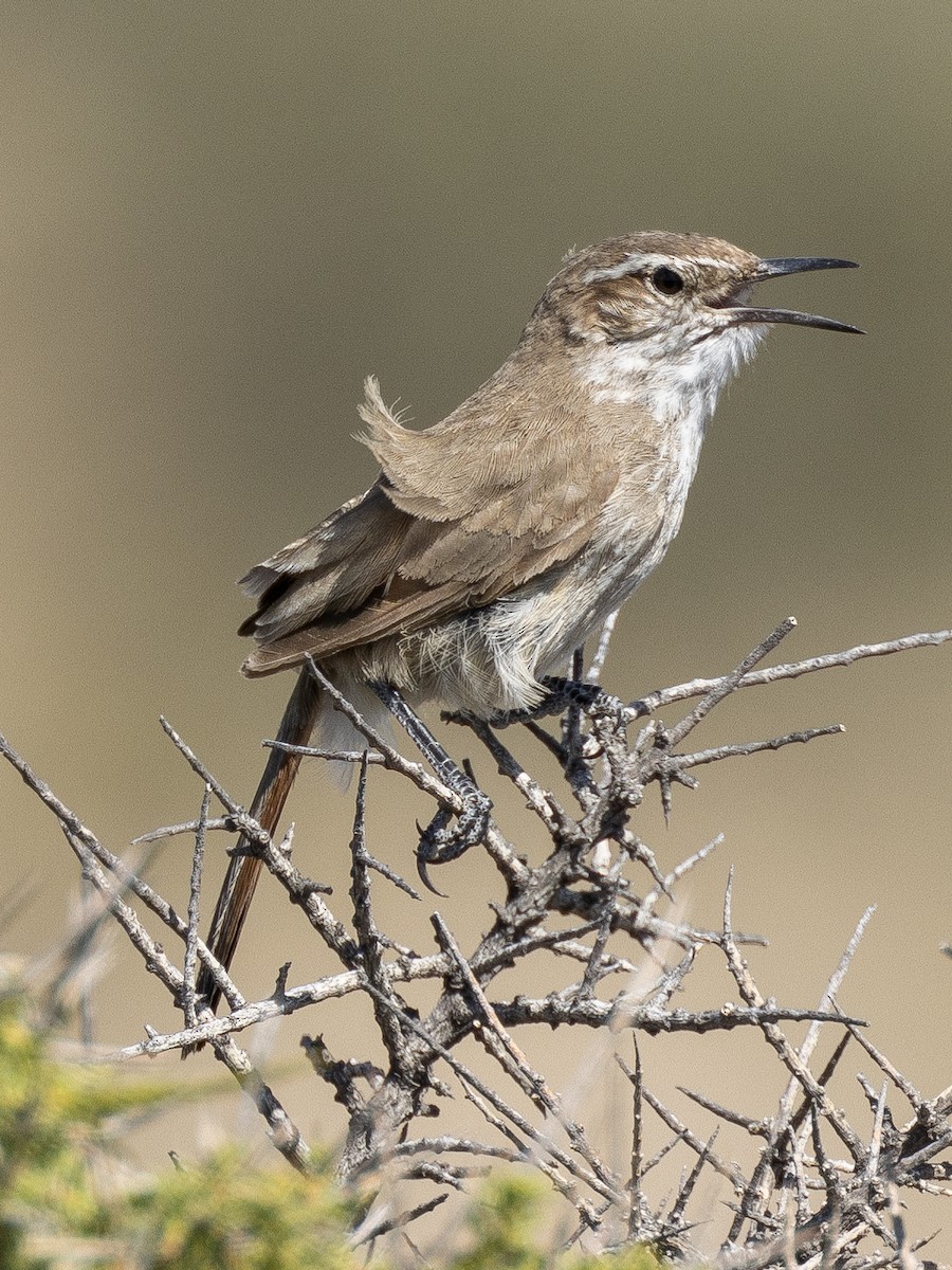 ヒトリカマドドリ - ML622182825