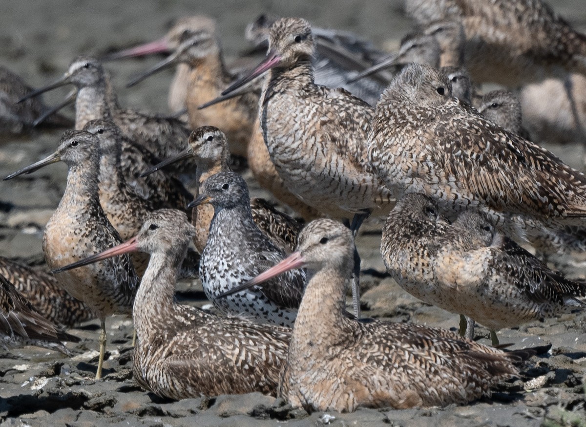 Surfbird - ML622182831