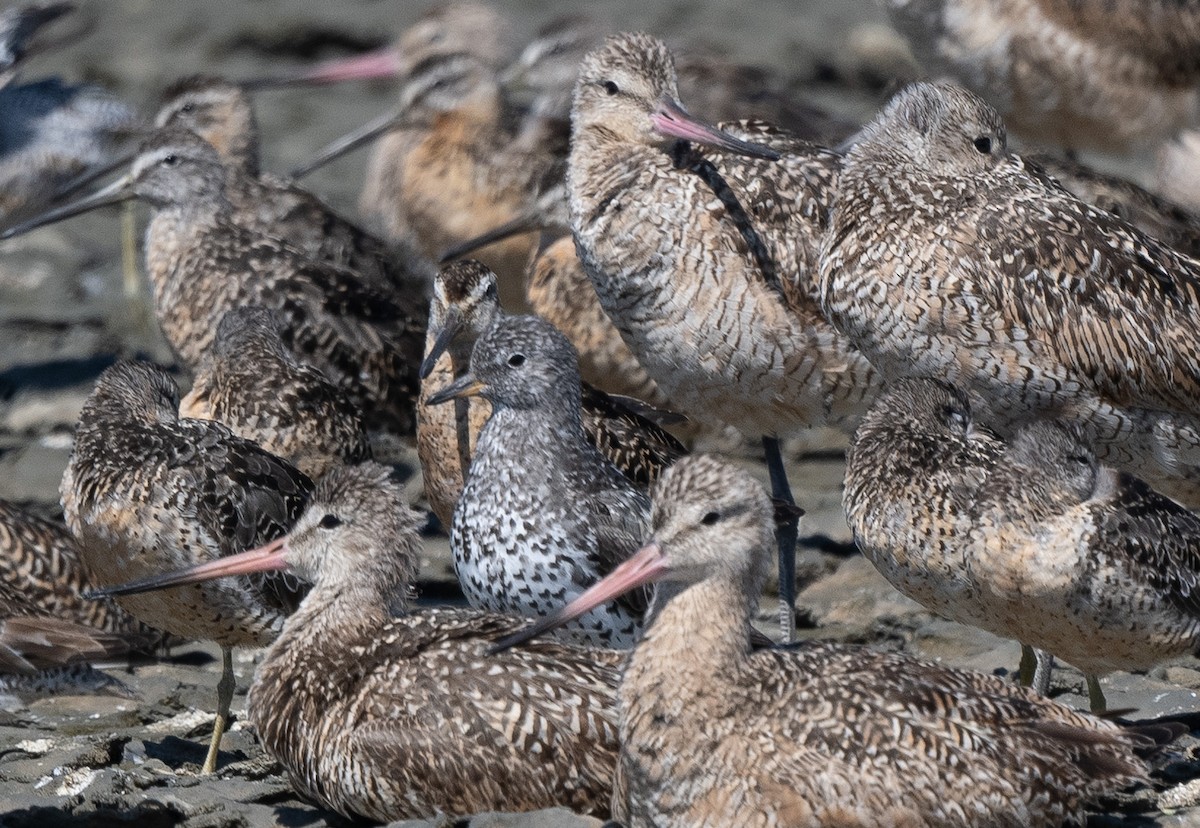 Surfbird - ML622182835