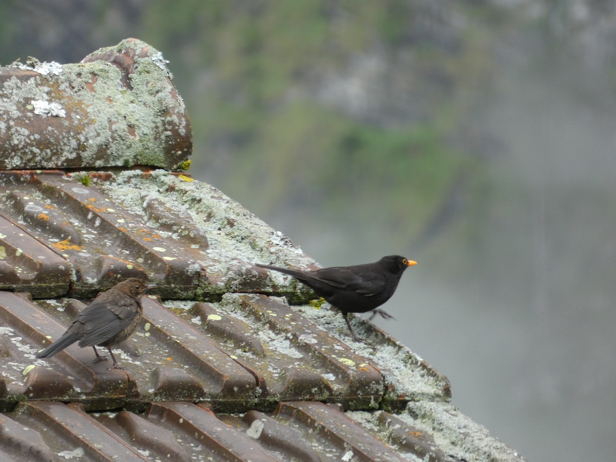 Eurasian Blackbird - ML622182840