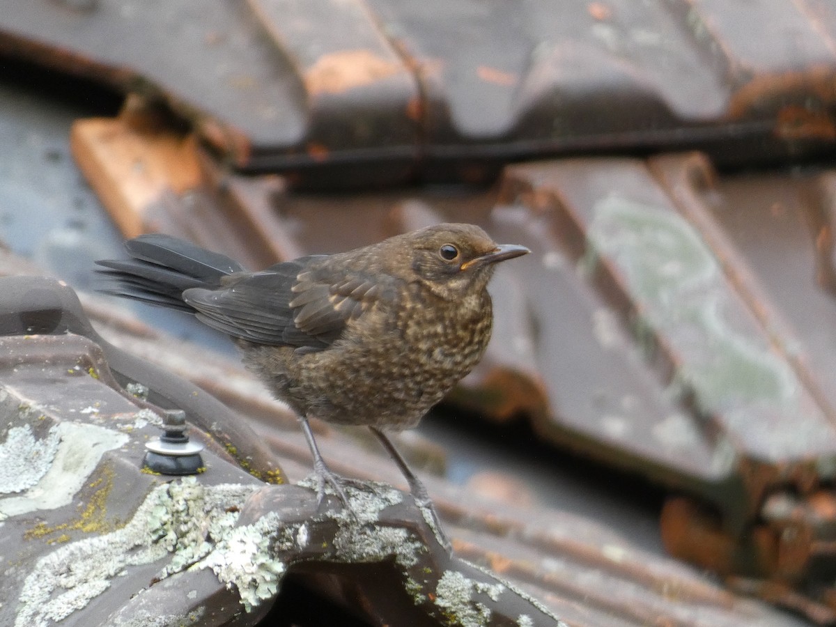 Eurasian Blackbird - ML622182841