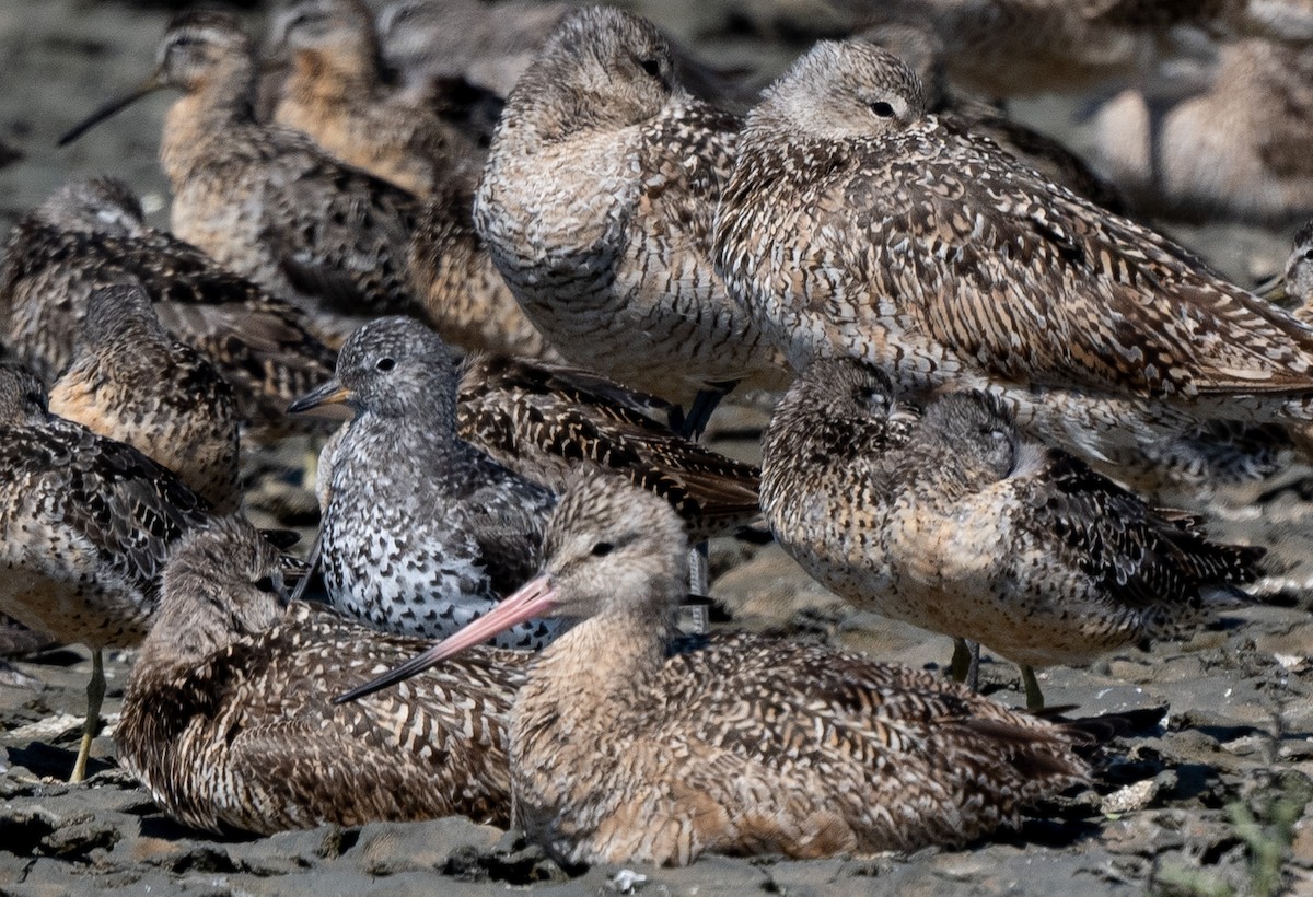 Marbled Godwit - ML622182846