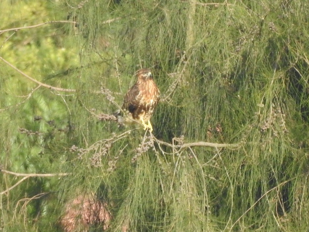 Eastern Buzzard - ML622182851