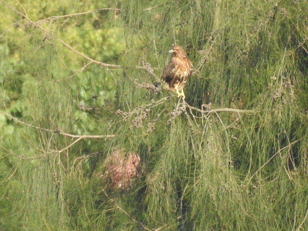 Eastern Buzzard - ML622182853