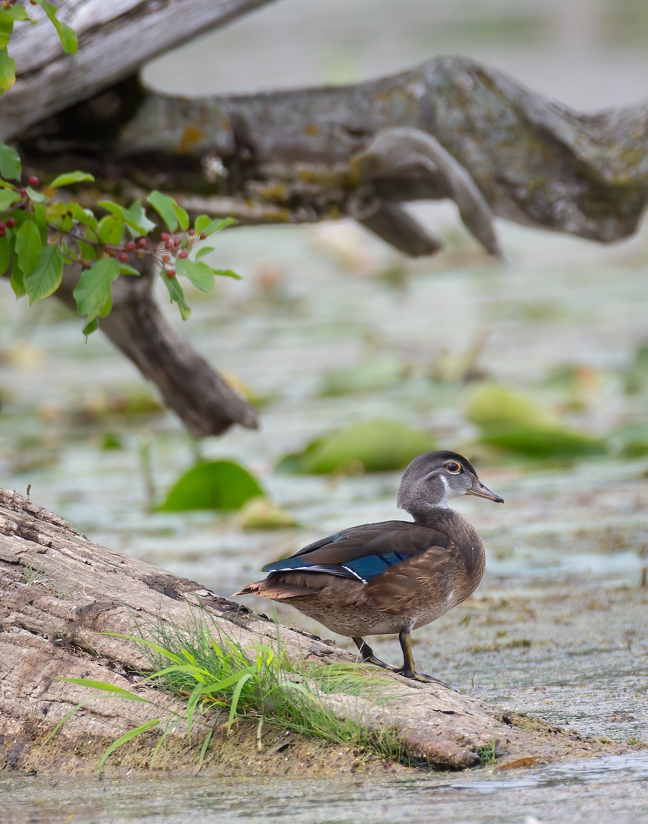 Wood Duck - ML622182856