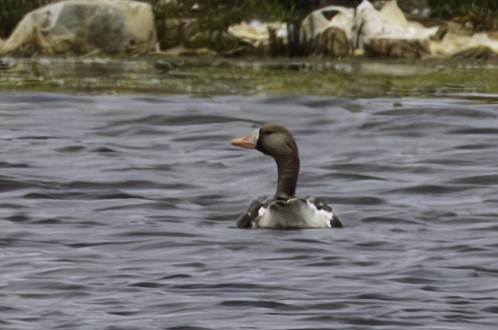 Greater White-fronted Goose - ML622182861