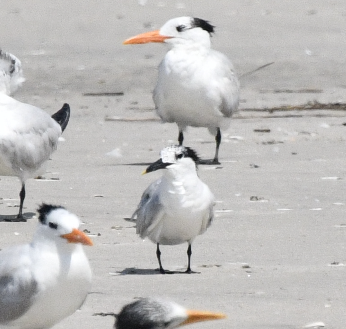 Sandwich Tern - ML622182869