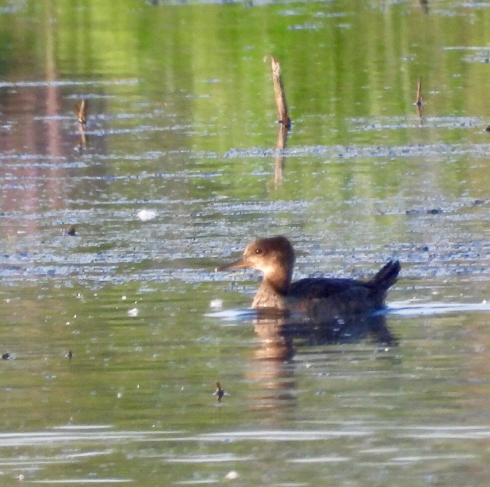 Hooded Merganser - ML622182872