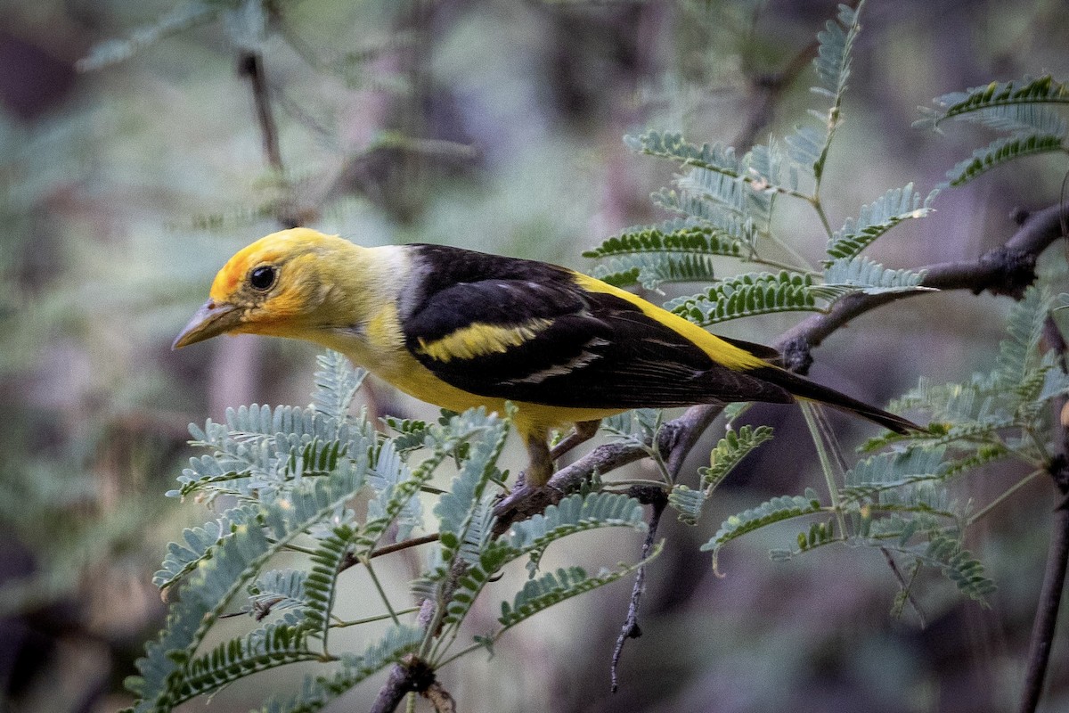 Western Tanager - ML622182874