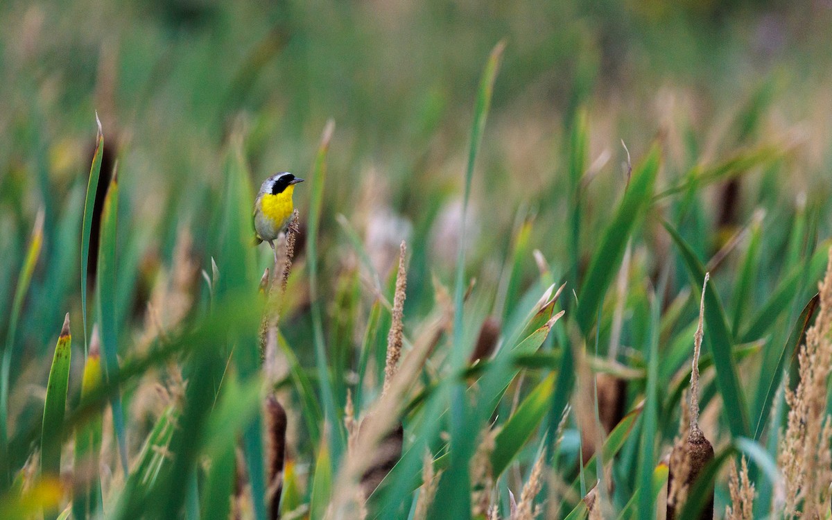 Common Yellowthroat - ML622182876