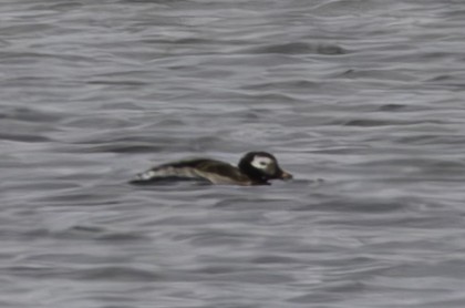Long-tailed Duck - ML622182877