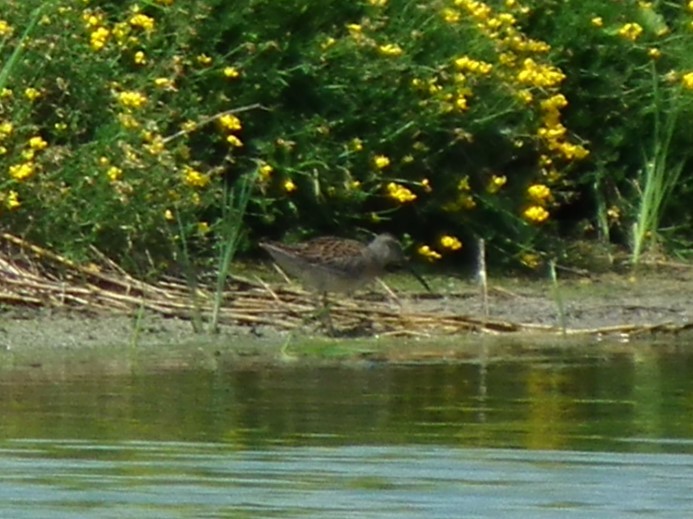 Short-billed Dowitcher - ML622182878