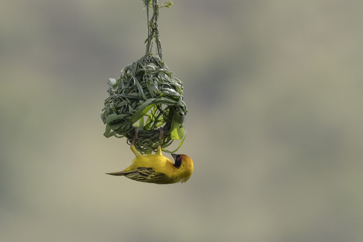 Vitelline Masked-Weaver - ML622182880