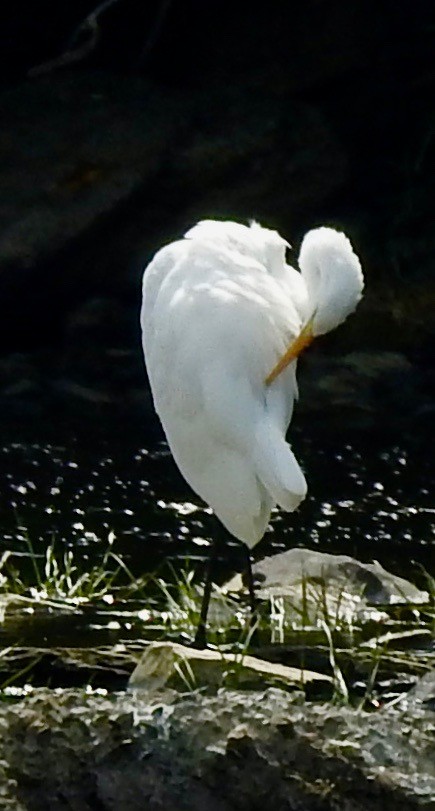 Great Egret - ML622182882