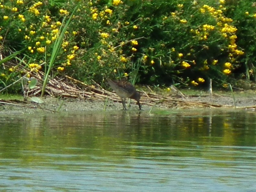 Short-billed Dowitcher - ML622182883