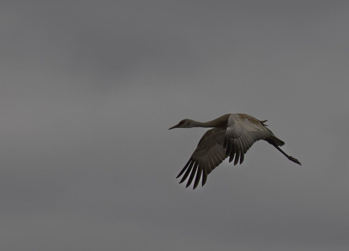 Sandhill Crane - ML622182886