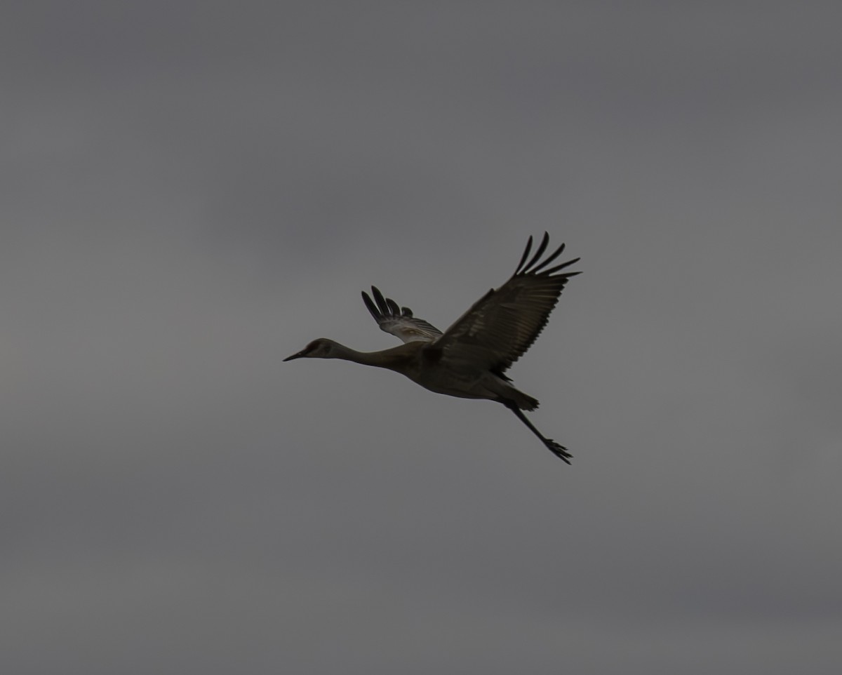 Sandhill Crane - ML622182889