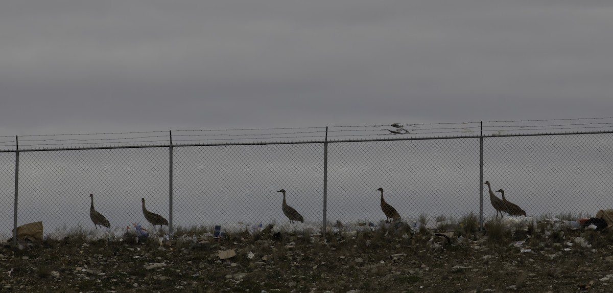 Sandhill Crane - ML622182891