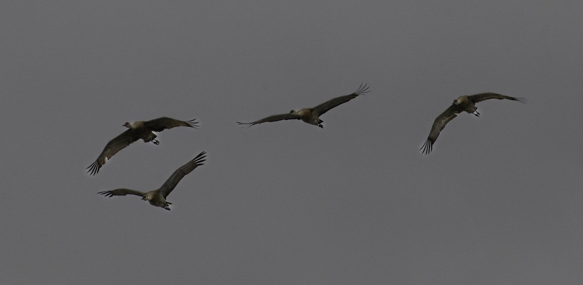 Sandhill Crane - ML622182892