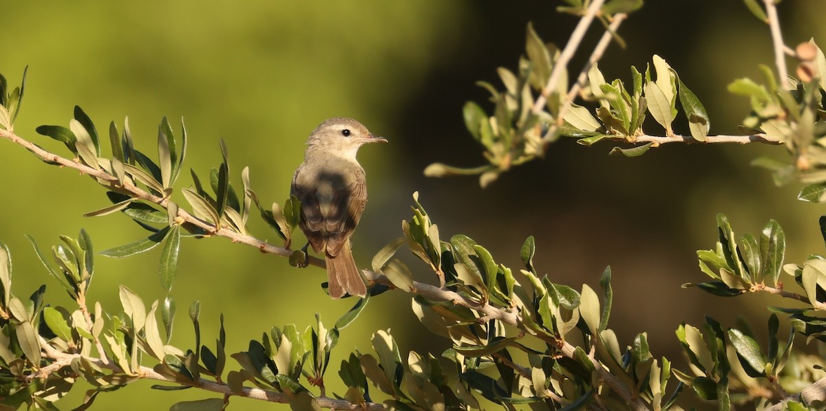 Warbling Vireo - ML622182893