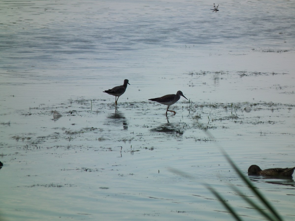 Greater Yellowlegs - ML622182895