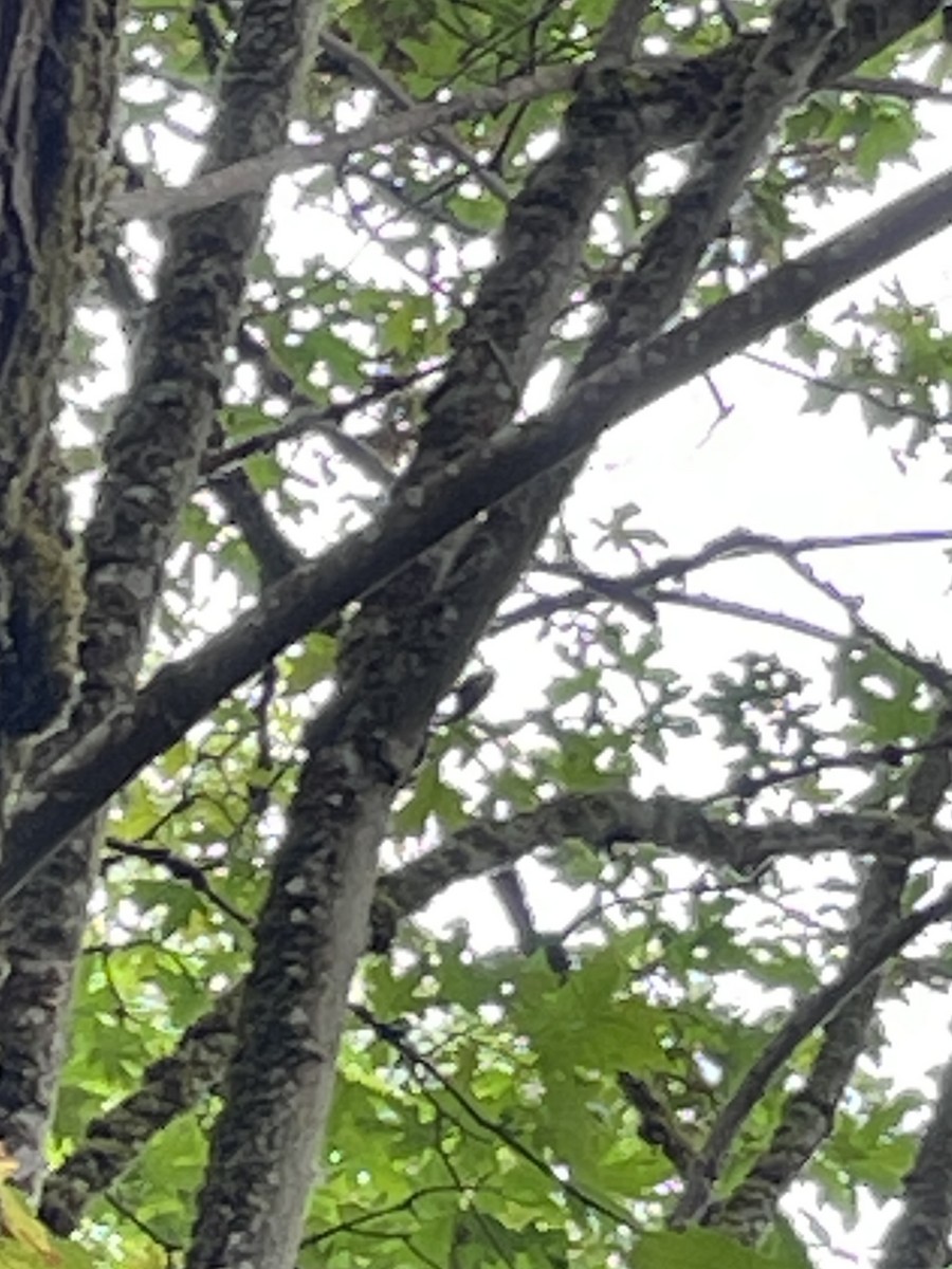 Brown Creeper - ML622182896