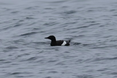 Black Guillemot - ML622182897