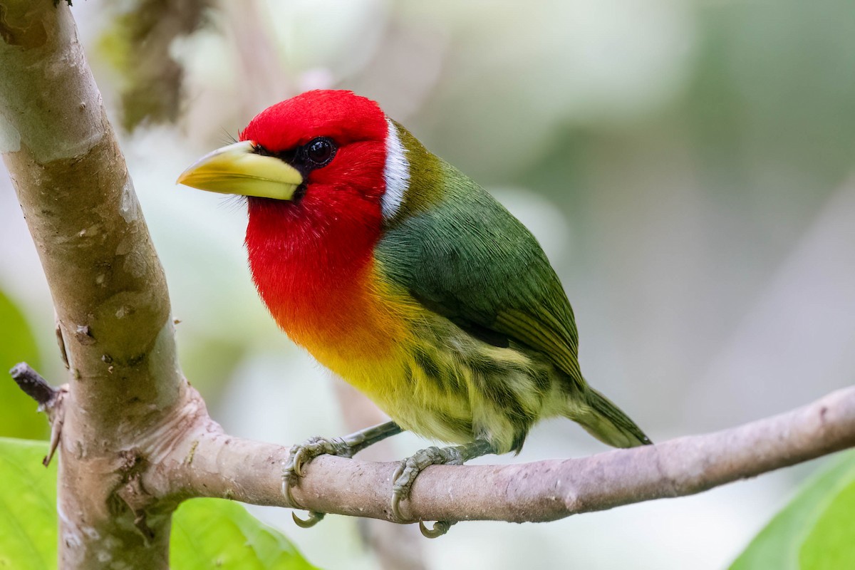 Red-headed Barbet - ML622182898