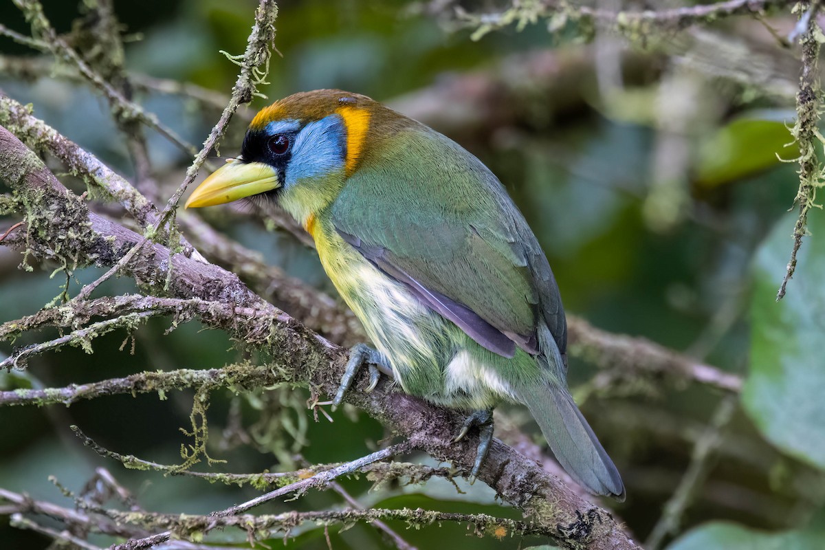 Red-headed Barbet - ML622182901