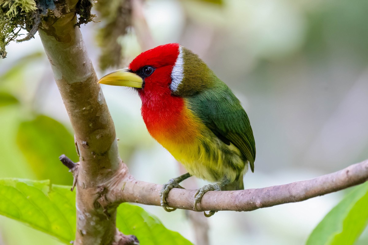 Red-headed Barbet - ML622182902