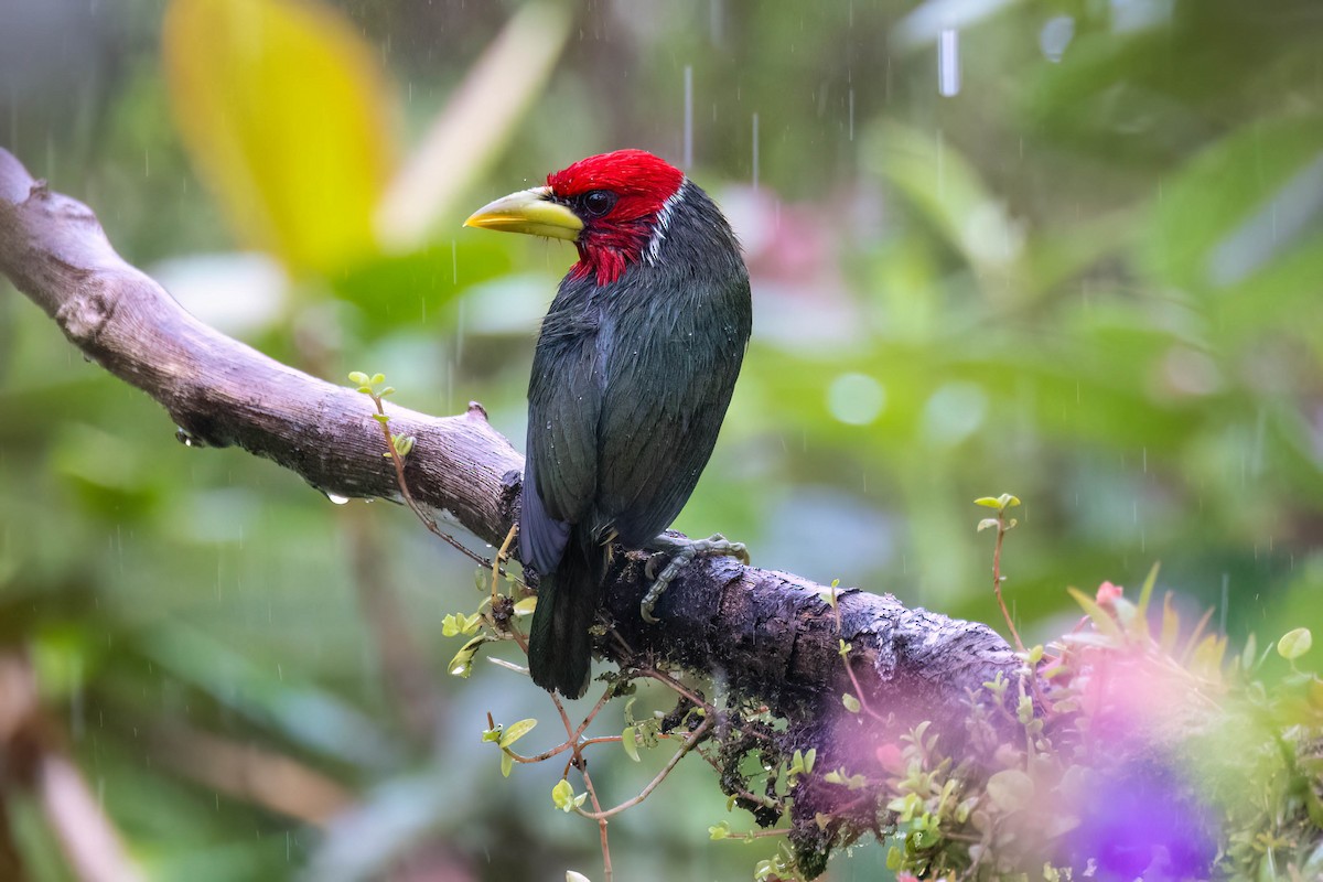 Red-headed Barbet - ML622182904