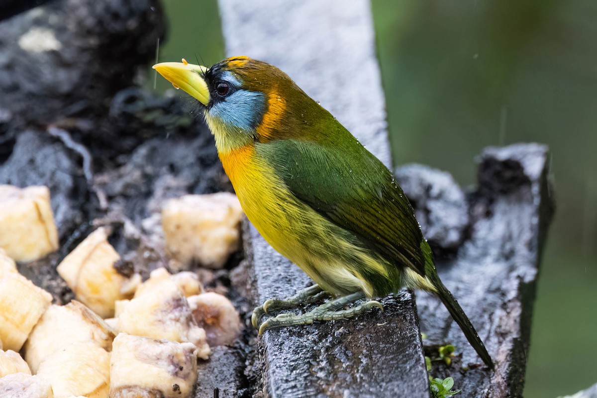 Red-headed Barbet - ML622182905