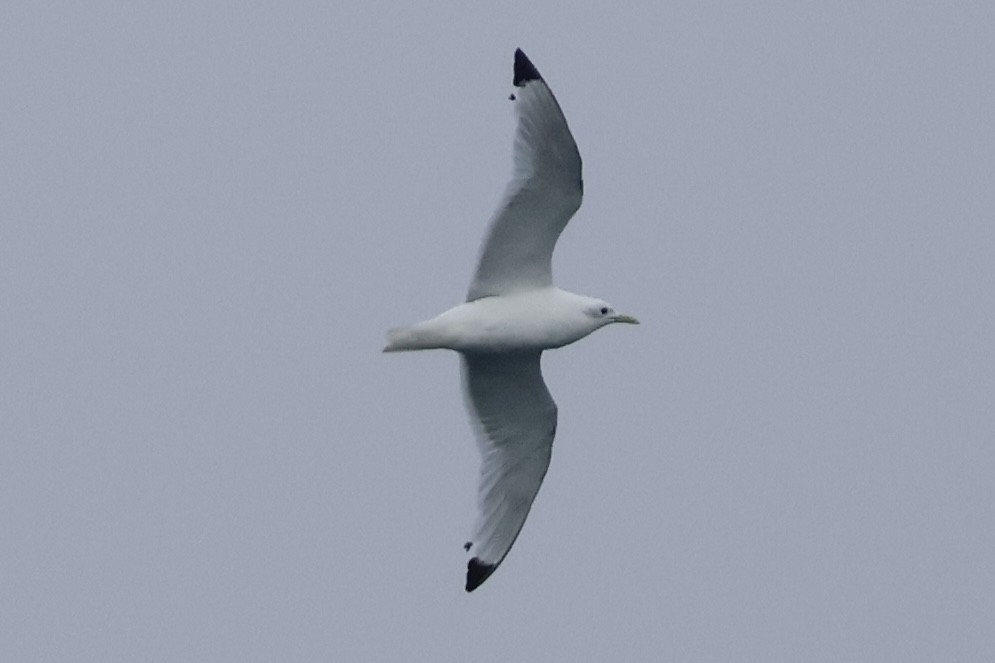 Black-legged Kittiwake - ML622182909