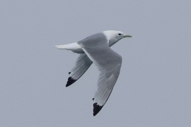 Black-legged Kittiwake - ML622182910