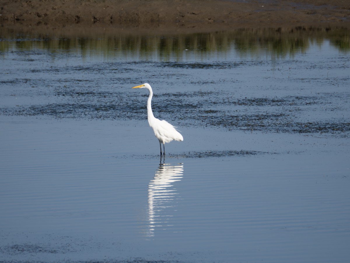 Great Egret - ML622182928