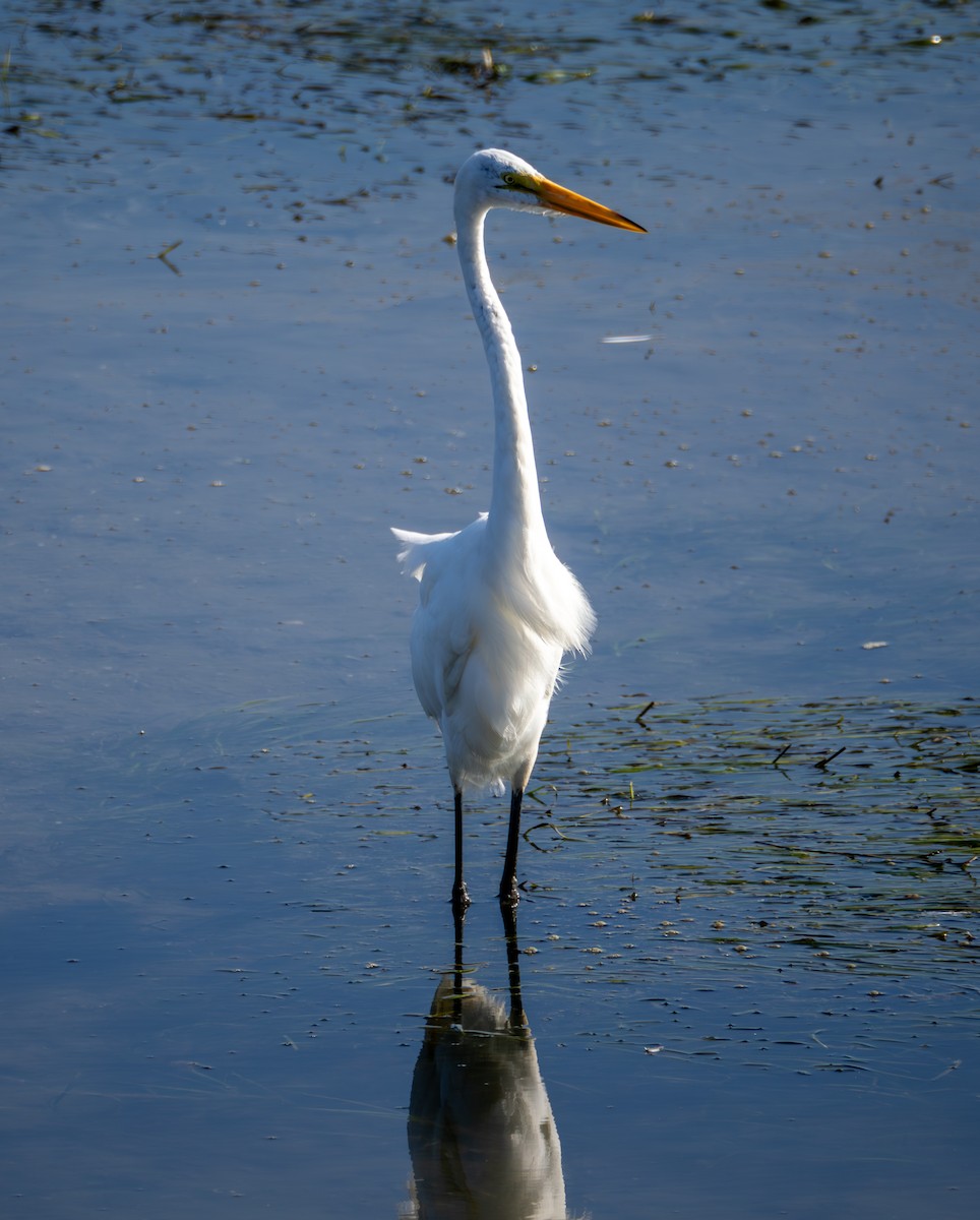 Great Egret - ML622182929