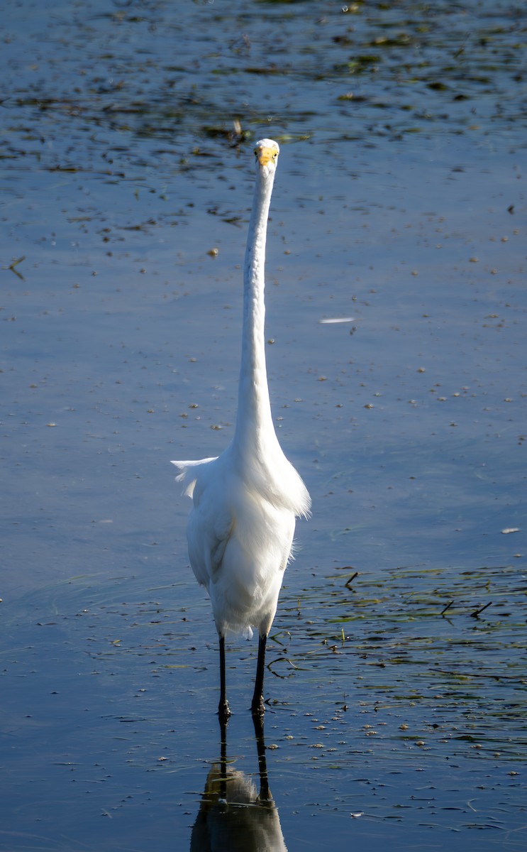 Great Egret - ML622182930