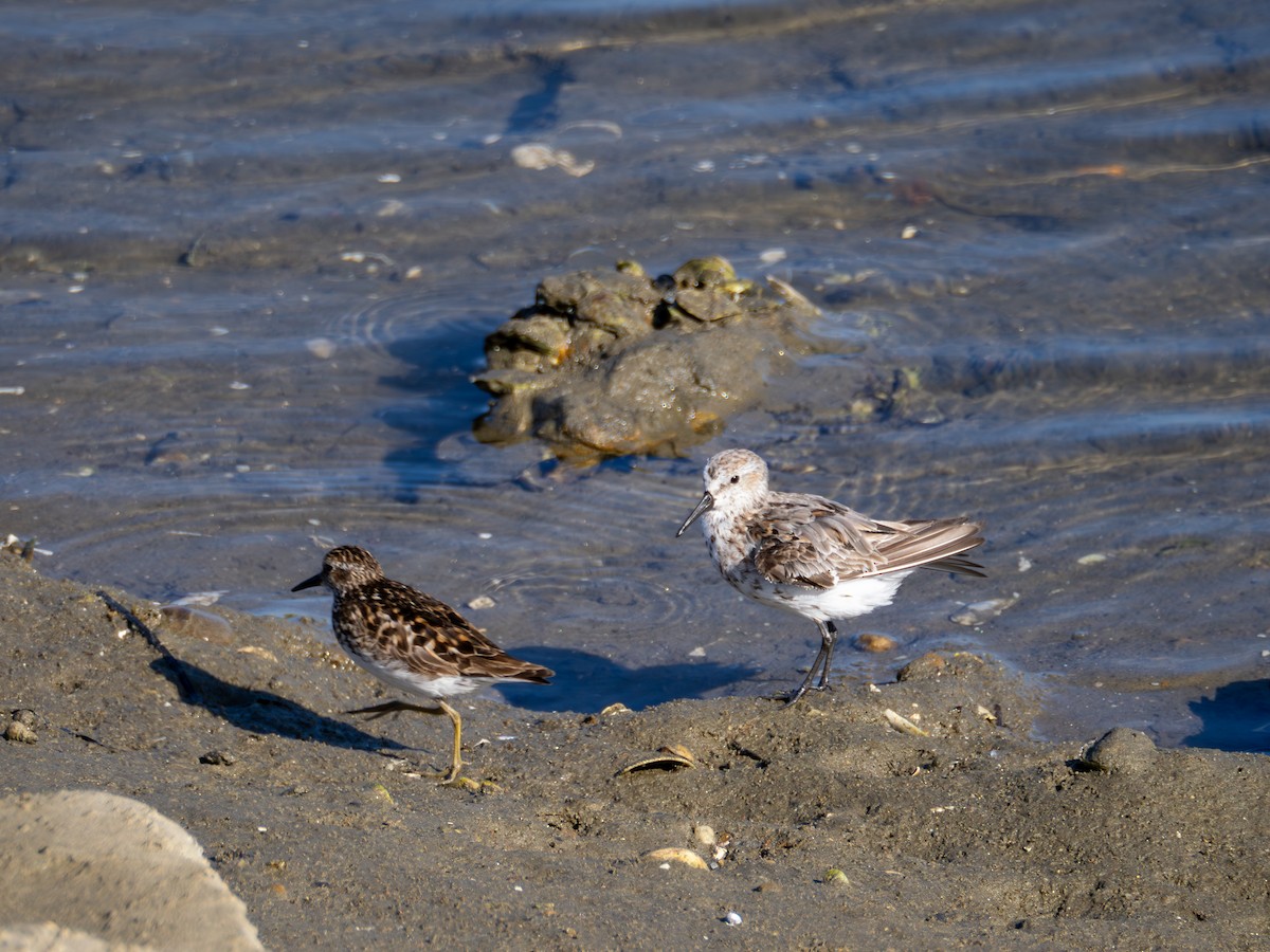 Western Sandpiper - Michael Auda