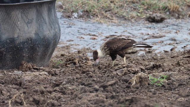 Crested Caracara - ML622182946