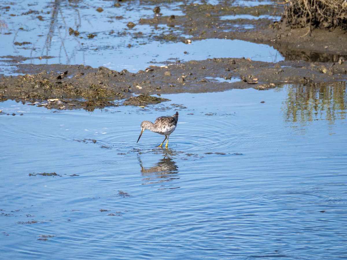 Greater Yellowlegs - ML622182950