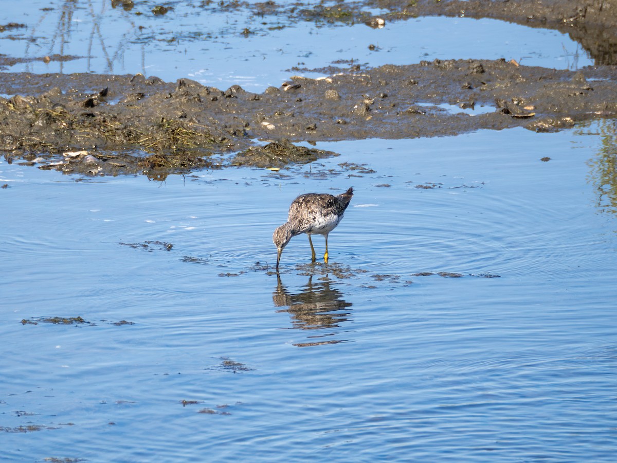 Greater Yellowlegs - ML622182952