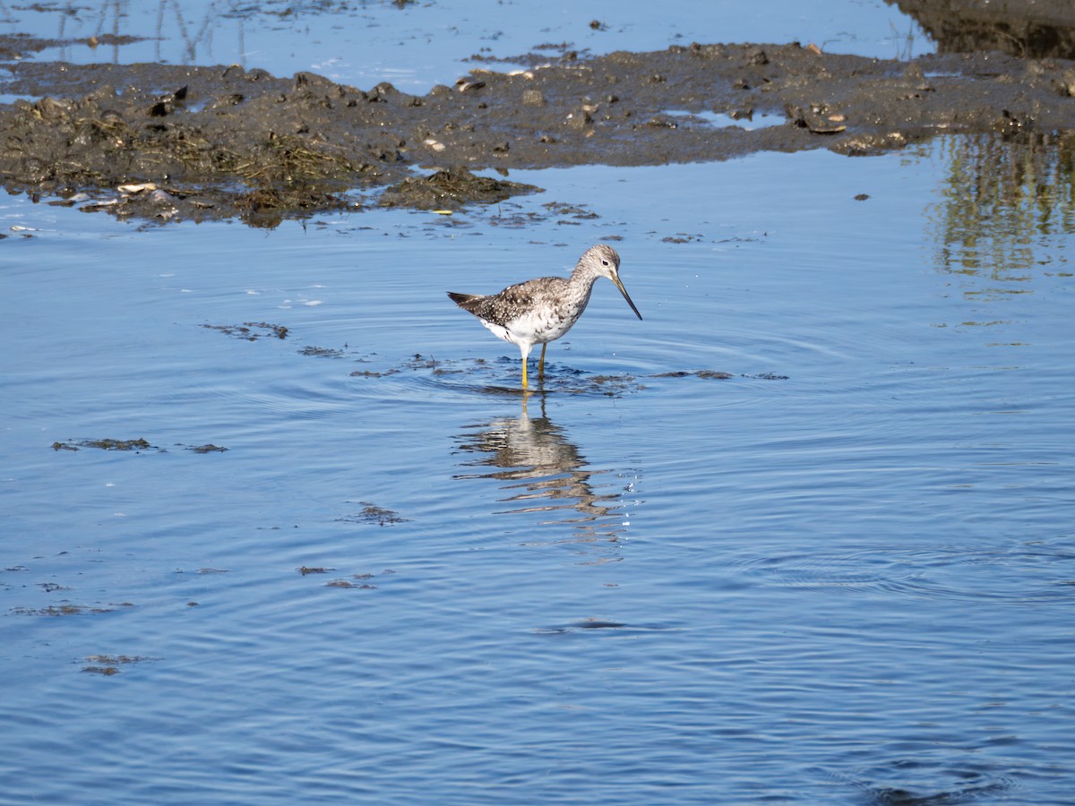 Greater Yellowlegs - ML622182953