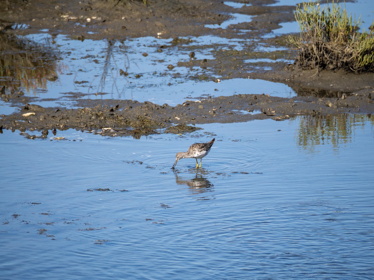 Greater Yellowlegs - Michael Auda