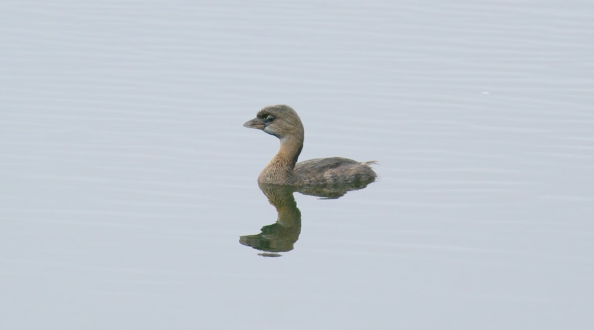 Pied-billed Grebe - ML622182959