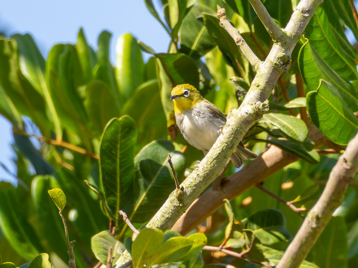 Swinhoe's White-eye - ML622182998