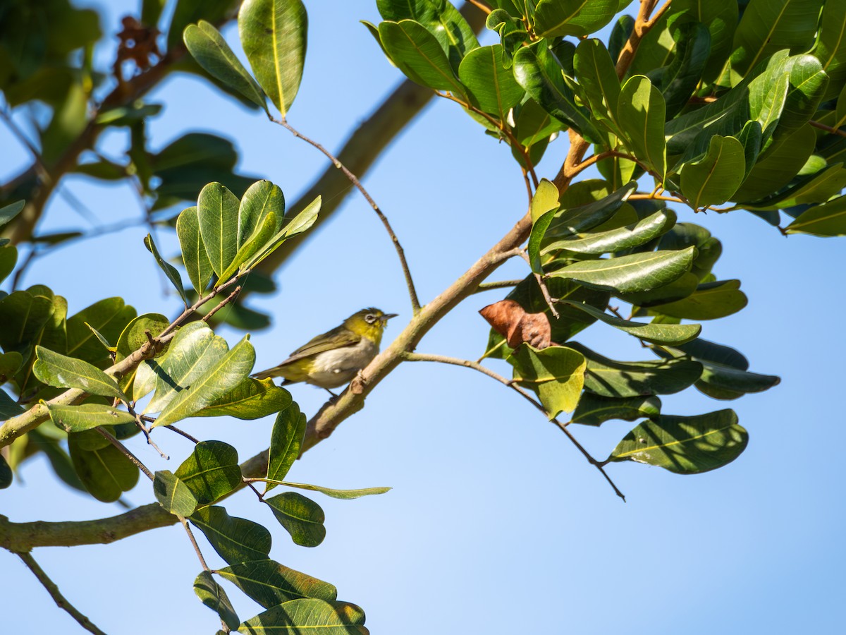 Swinhoe's White-eye - Michael Auda